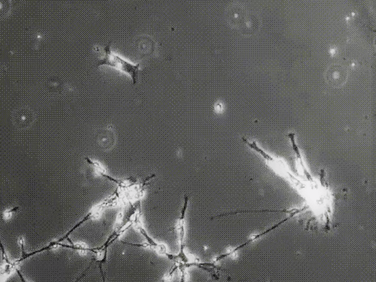 neurons-2-2.png